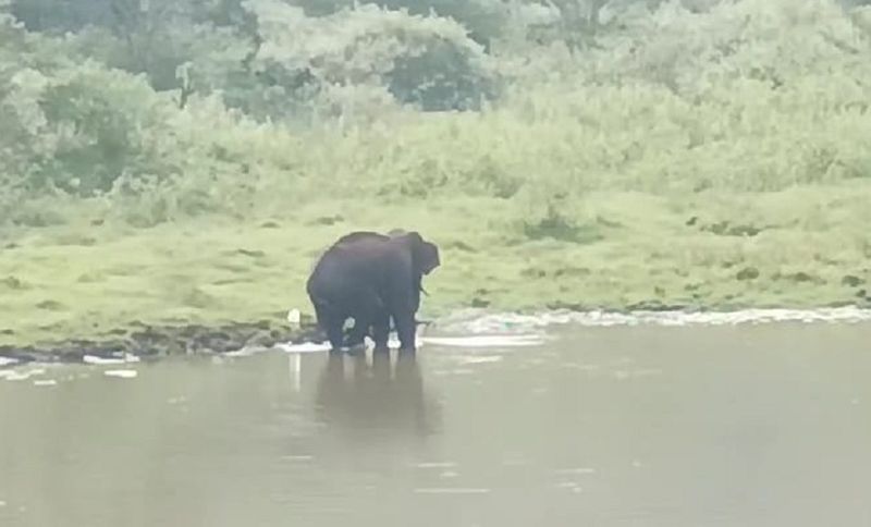 water problem has also affected wild animals In Kodagu district gvd