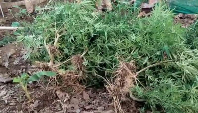 ganja plants cultivated in backyardof house found and destroyed in wayanad karnataka border etj