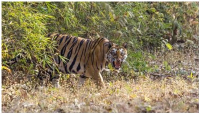 tiger spotted again in idukki killed pregnant cow vkv