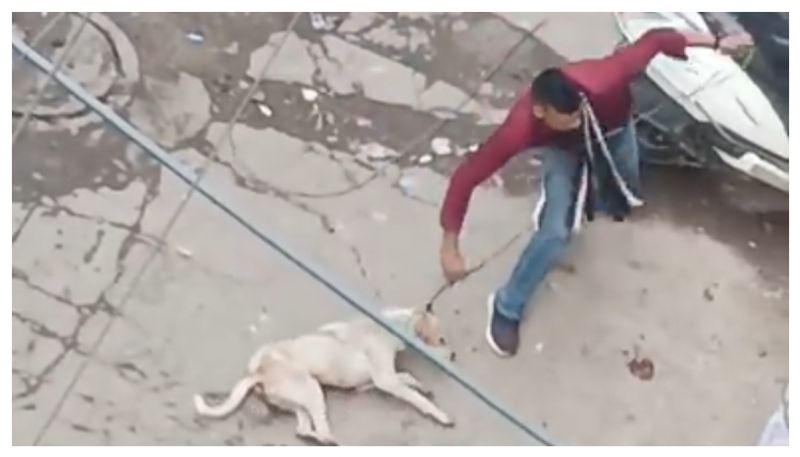 Delhi man killed a dog with a wire the shocking video viral bkg