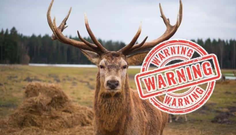 Experts warn of rapid spread of 'zombie deer disease' with potential human infection risk