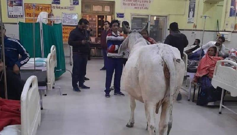 stray bull in Raebareli district hospital rlp