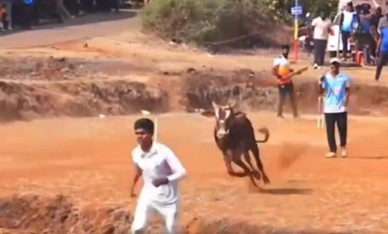 Bull Entered ground during local Cricket match chases bowler Video goes viral ckm