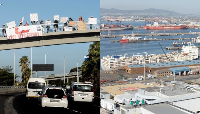 unimaginable stench from 19,000 cattle on live export ship in Cape Town, protest etj