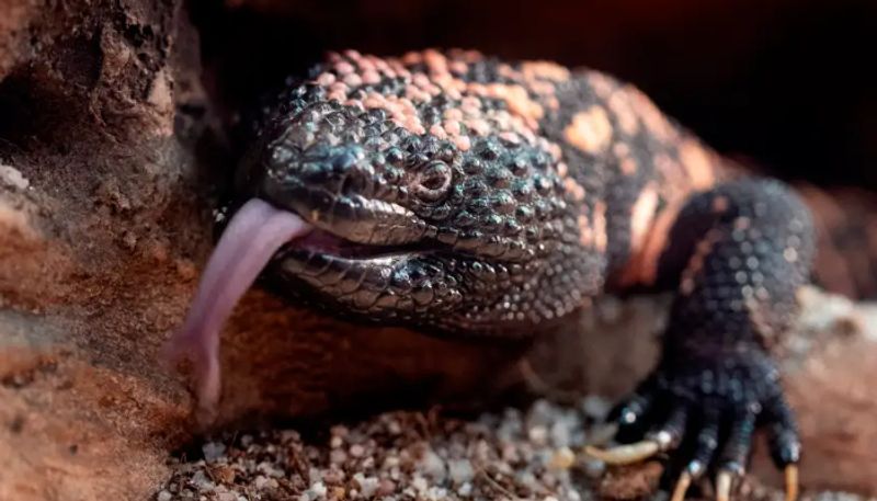 34 year old  man dies after being bitten by pet Gila monster etj