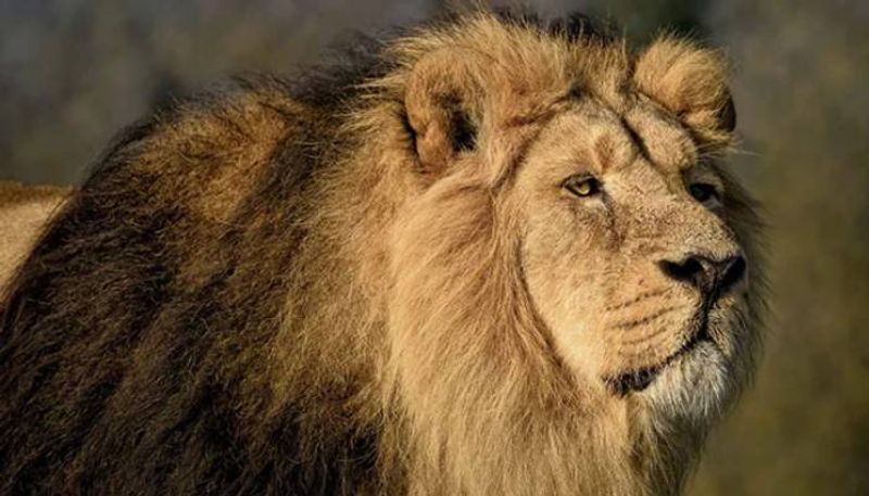 Zoo keeper killed in lion attack nigeria university - bsb