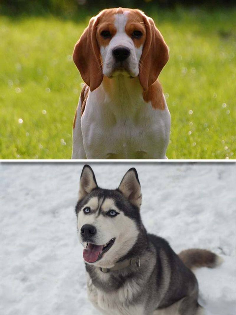 Beagle to Husky-7 most stubborn dog breeds RBA EAI