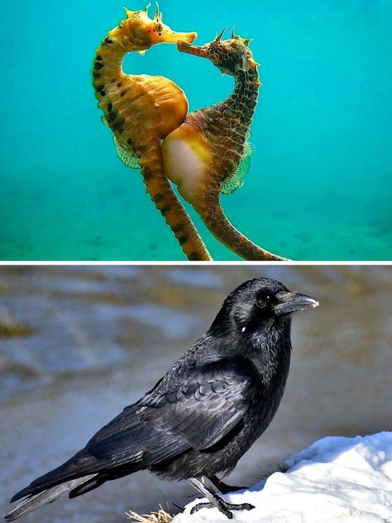 Facts about animals: Crows solve problems, male seahorses give birth RKK EAI