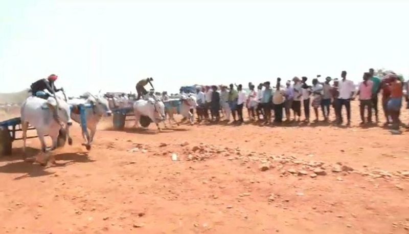 Bull Cart Competition Held in Chitradurga grg 