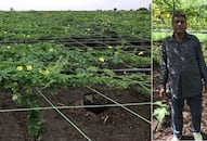 gujarat-farmer-ashwin-nariya An Ingenious Farming Method Developed by a Organic Farmer that Saves Cost while Increasing Production iwh