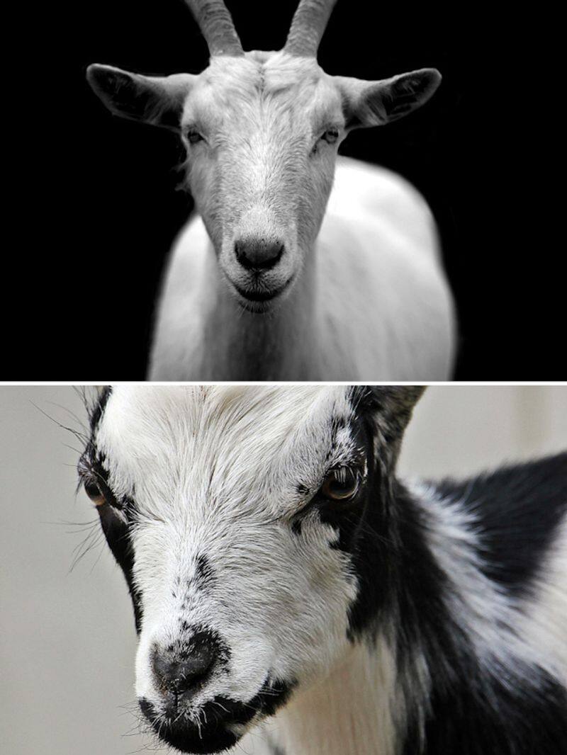  Did you know goats can sense emotions by listening to human voices? RKK 