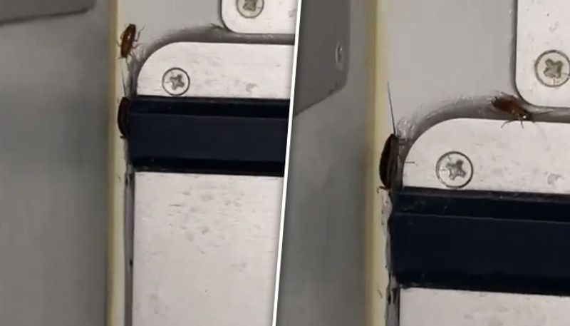 cockroaches in IndiGo flight food area, video goes viral - bsb