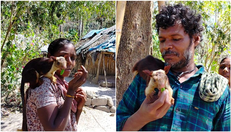 friendship story of wayanad humans and malabar giant squirrel joy