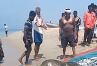 Viral Video: TN fishermen accidentally catch rare Olive Ridley turtles, release them back (WATCH)