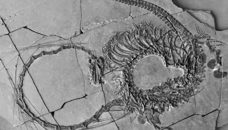 Scotland scientists big break through team found 240 million years old chinese dragon ans