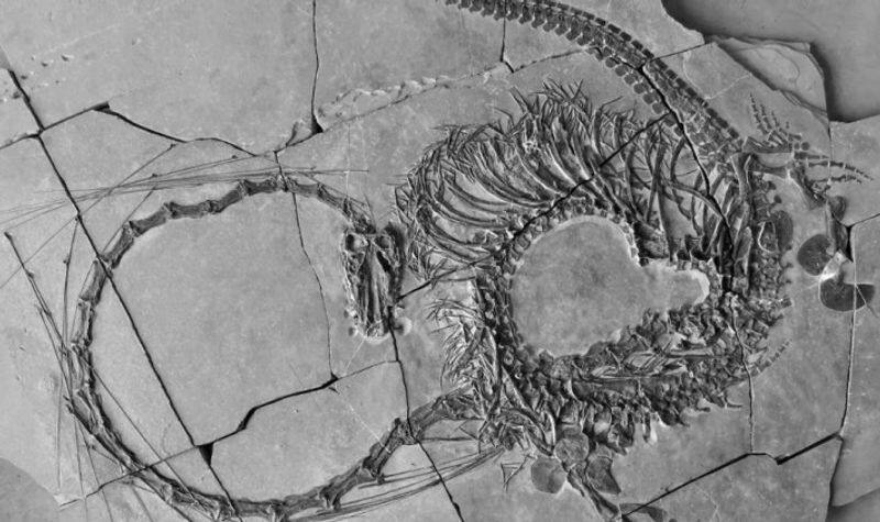 Remarkable discovery: Scientists unearth 240-million-year-old 'Chinese dragon' fossil in Scotland snt