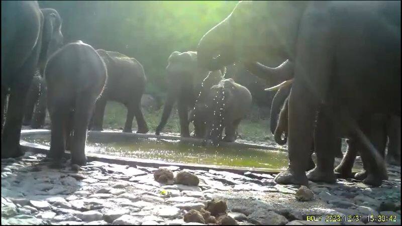 Wild elephants drank water from a water tank set up by the forest department in the Azhiyar forest area vel