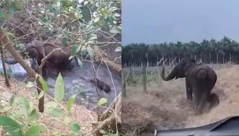 rescue video of elephant calf in tamil nadu