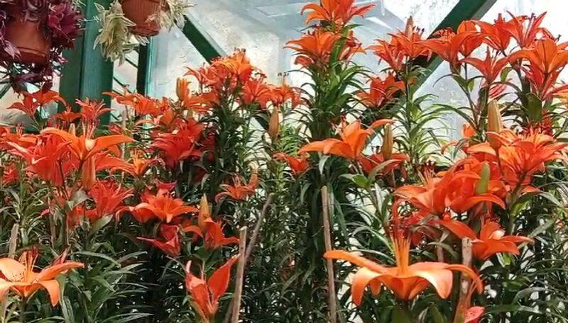 Lilium and petunia flowers are blooming in ooty government botanical garden ans