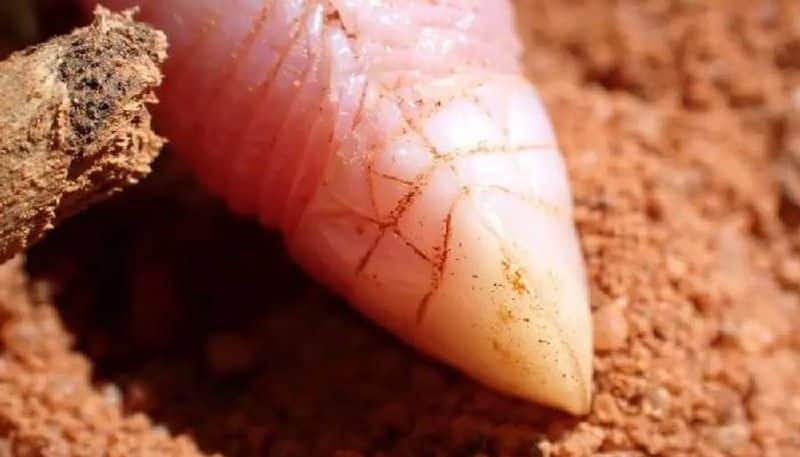 after 90 years Bizarre worm lizard in Somali rlp