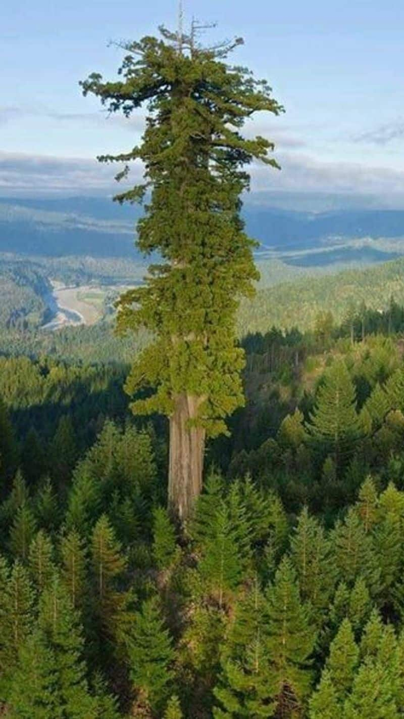 tallest tree in the world hyperion tree age know more kxa 