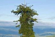 tallest tree in the world hyperion tree age know more kxa 