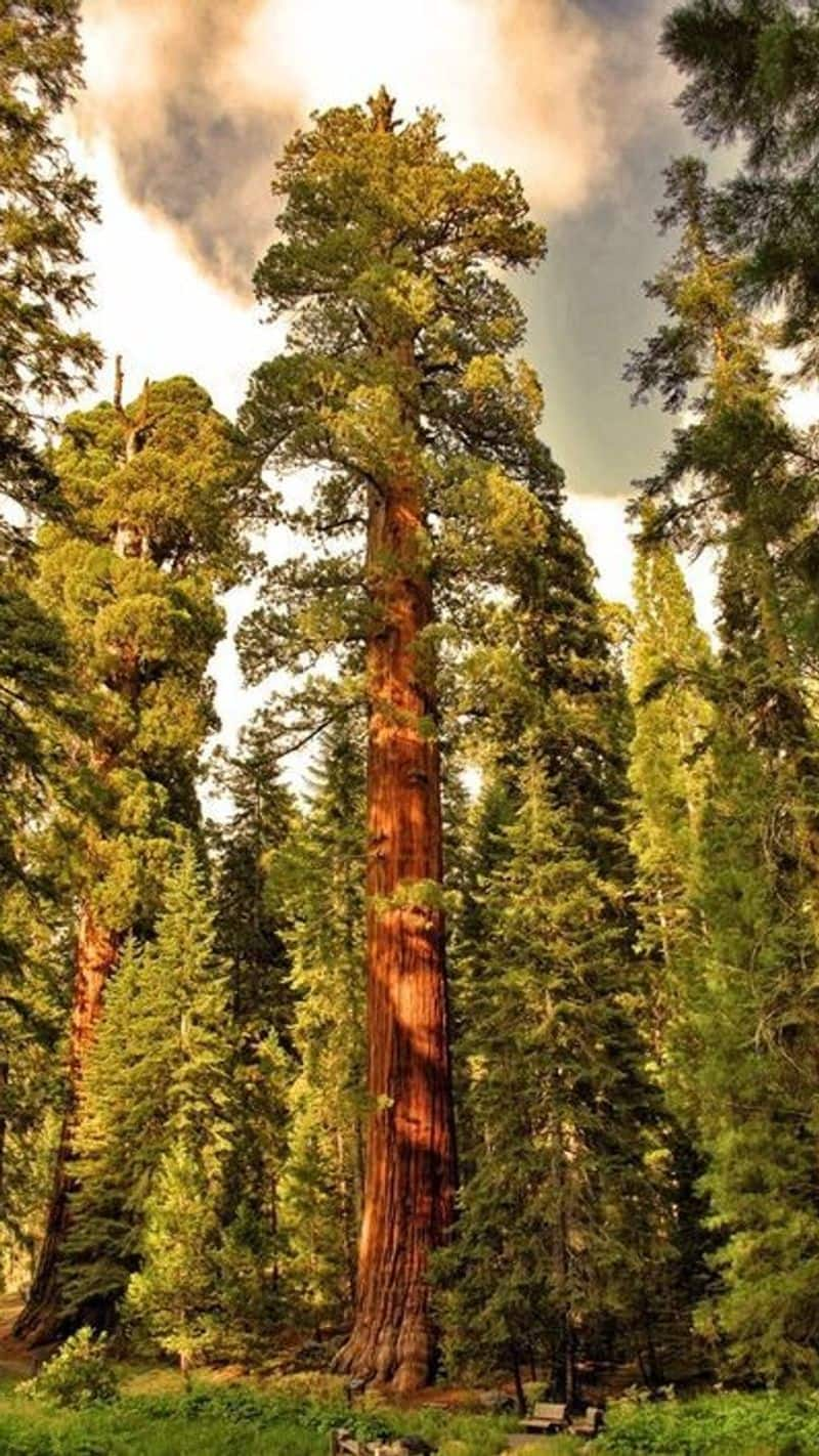 Magnificence of the Worlds Tallest Tree That is 800 Years Old hyperion-tree usa facts iwh