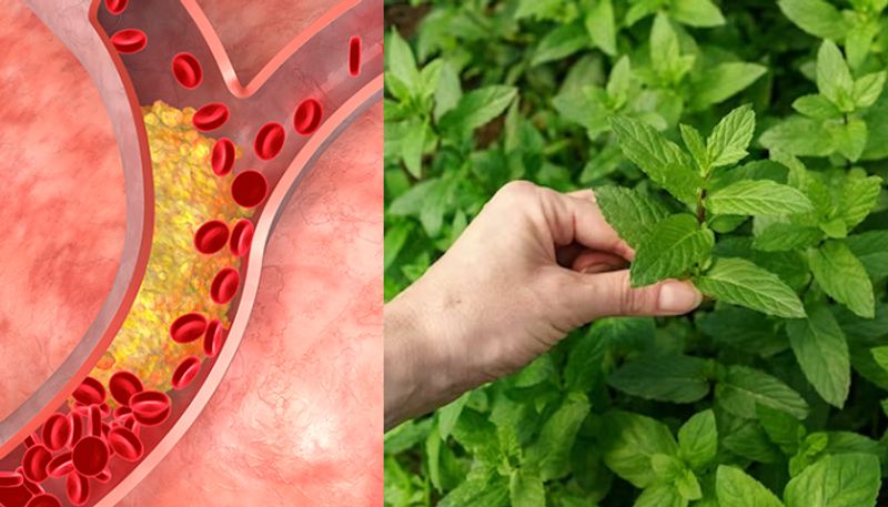 how tulsi leaves help control cholesterol levels naturally