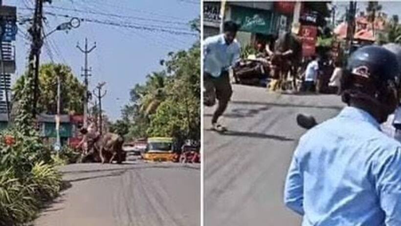 भैंस को आया गुस्सा ! स्कूटी सवार को उठा कर पटका, बचाने वालों को भी दौड़ाया 