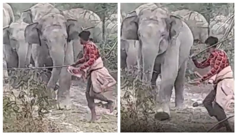 human animal conflict