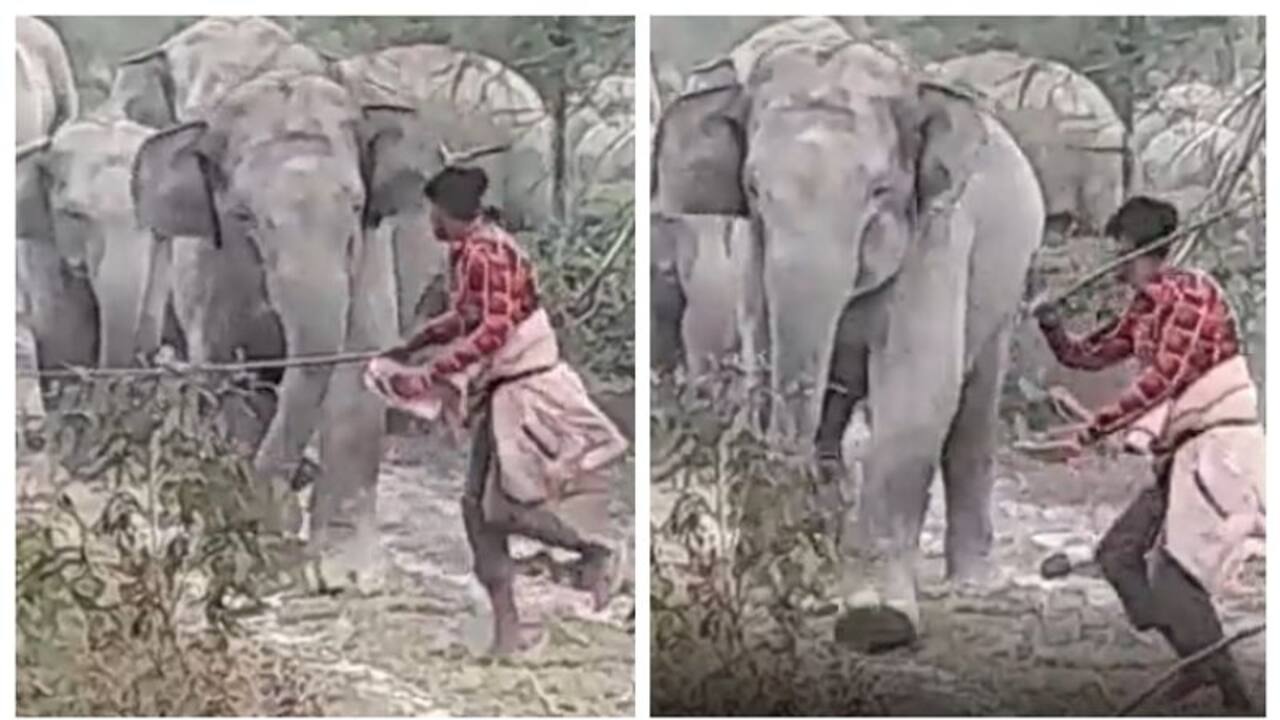 human animal conflict