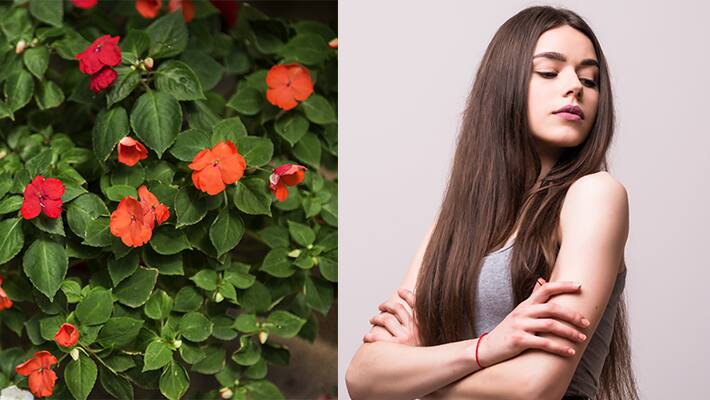 four-house-plants-that-can-help-in-hair-growth