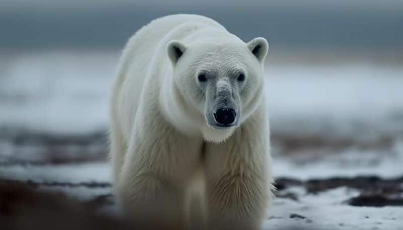 International Polar Bear Day: The impact of global warming, reduced sea ice on polar bear populations RKK EAI