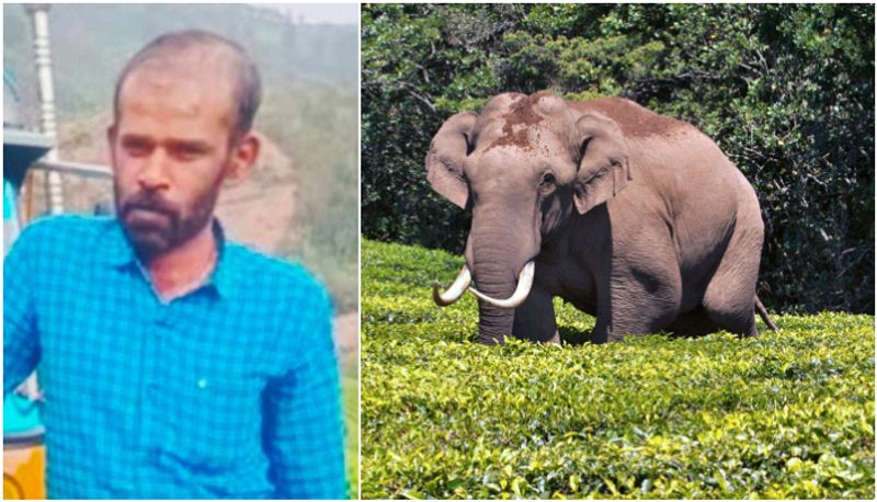 forest department suspects that elephant padayappa killed munnar auto driver joy