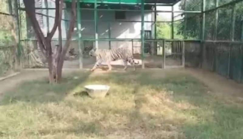 Shaheed Ashfaq Ullah Khan Zoological Park in Gorakhpur home for five man eating leopards rlp