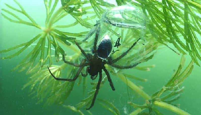 Diving bell spiders spiders living in water rlp