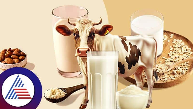 Which milk is better for you cow oats nuts  health food fitness tips