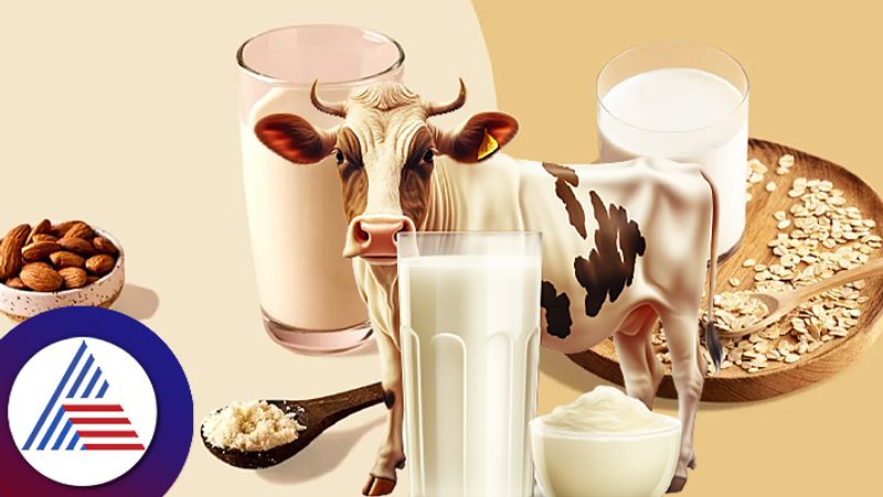 Which milk is better for you cow oats nuts  health food fitness tips