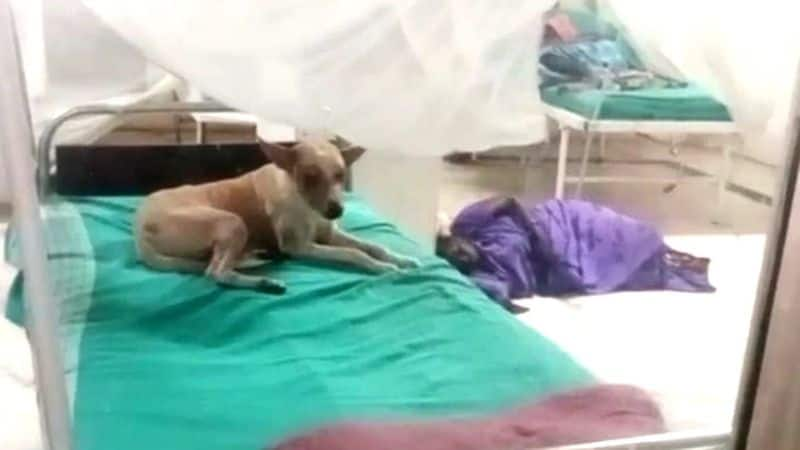 street dog sleep at patient's bed at government medical college hospital in thiruvarur vel