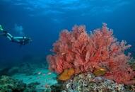 Top 5 destinations for scuba diving in Indiartm