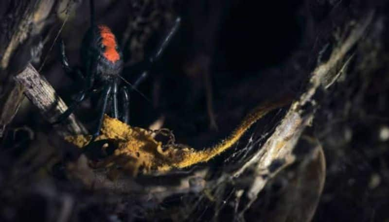 redback spider kills snake too rlp