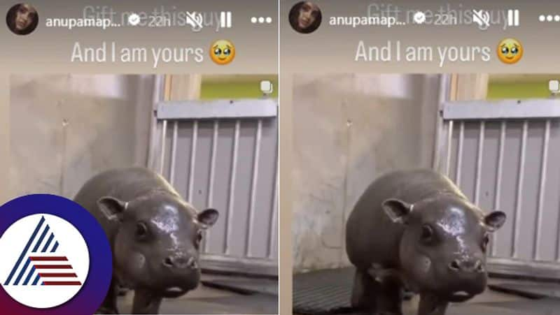 If you gift me this I am yours says actress Anupama Parameswaran shared Rhinoceros suc