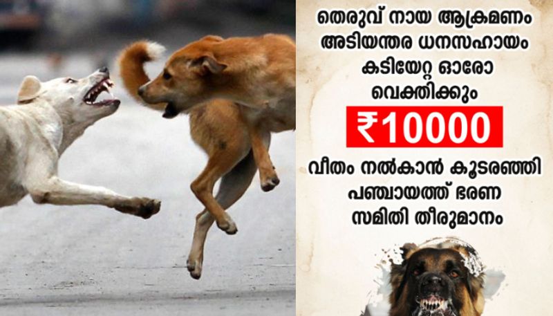 rabies infection confirmed in stray dog that attacked in koodaranji vkv