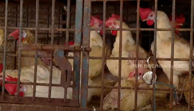 Kerala: Chicken prices soar over drop in production amid summer heat anr