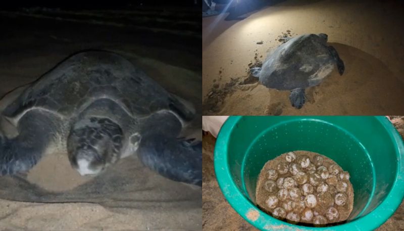 olive ridley turtle lay eggs in kollam beach forest officers rushed at midnight special protection for 112 eggs SSM