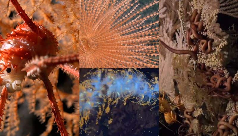 underwater mountains off the coast of Chile have discovered over 100 new species of marine life etj