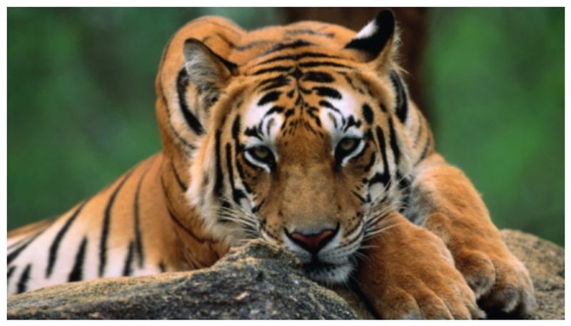 Tiger Kills, Eats Man Near Bhopal, Locals Told to be Alert, Roads with Feline Activity Shut Vin