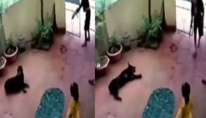 dog fakes death to save child viral video rlp