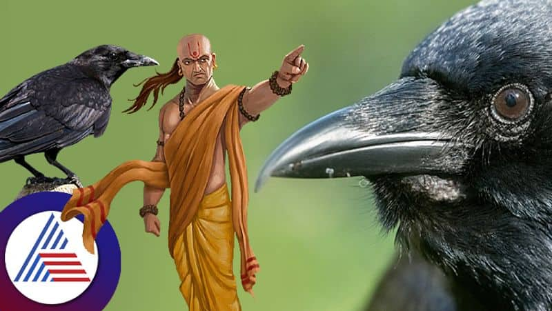 Chanakya tells people to follow these character of crow pav