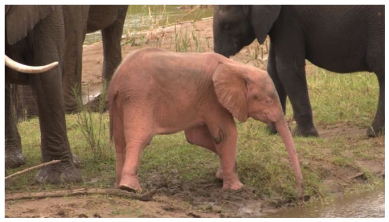 Rare pictures of pink elephant cub from South Africa go viral bkg